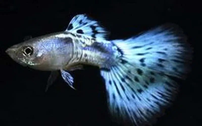 Dive into the Mesmerizing World of Blue Mosaic Guppies: A Visual