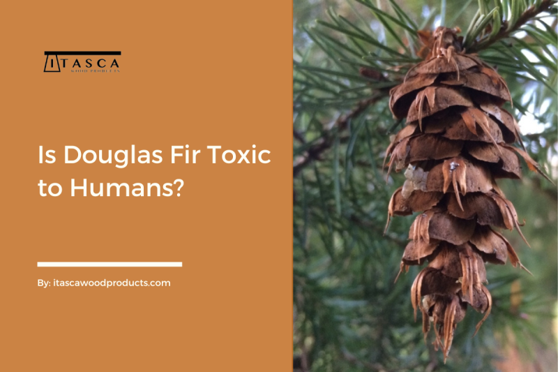 Is Douglas Fir Toxic to Humans?. Douglas Fir is a widely known and… by Itasca Wood Products