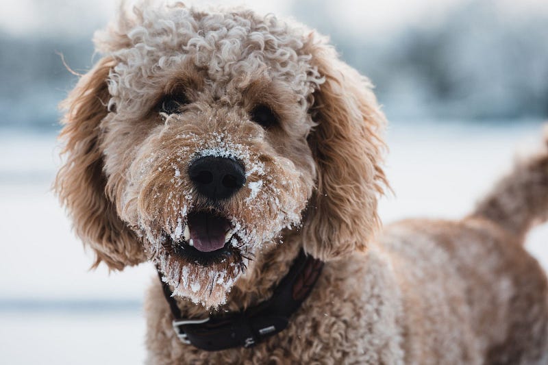Do Goldendoodles Need To Be Groomed? by Alice Getenga Medium