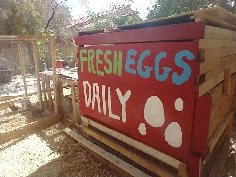 Raising Chickens in Las Vegas. Discover the Secrets of Raising… by