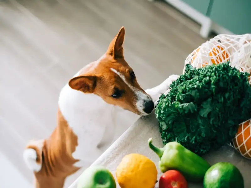 Can Dogs Eat Collard Greens? Everything You Need To Know by Othmane
