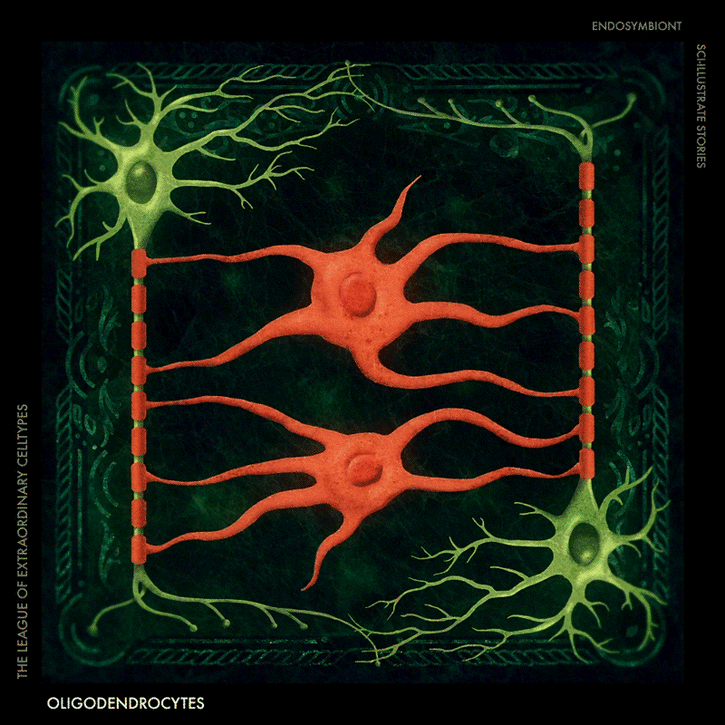 Oligodendrocytes. Myelinating cells of the central… | by Sci-Illustrate