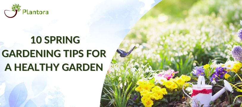 10 Spring Gardening Tips For A Healthy Garden | by PlantoraApp | Medium