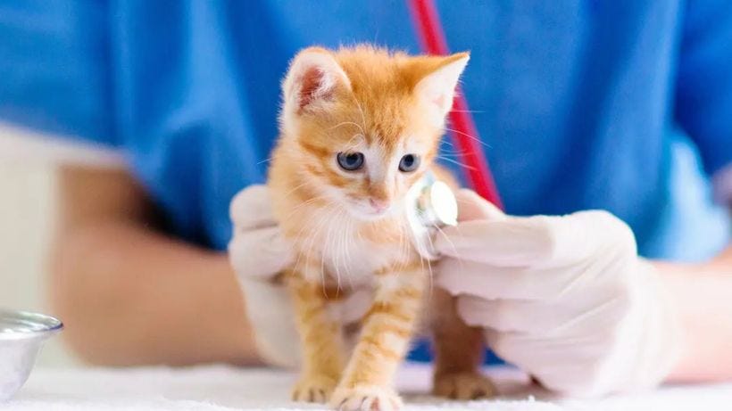 Curated visual reference: Gallery Detail: What Is Feline Leukemia Virus