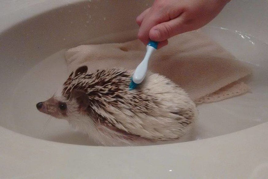 Bathing your hedgehog. Foot baths and Normal baths. | by Hedgehog 101 ...