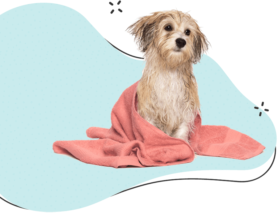 Best Pet Style Hair Cut & Grooming At Home by Pet Style Medium