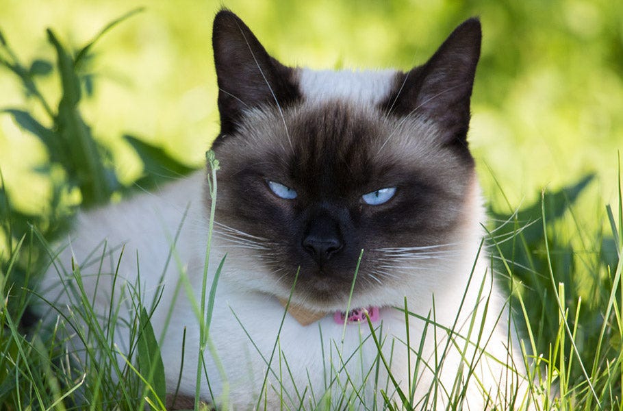 7 Annoying Noises That Will Make Your Cat Go Crazy by Pettsie Medium