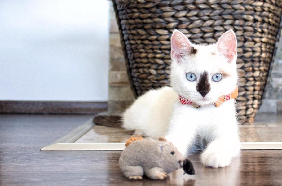 7 reasons why your cat brings you gifts | by Pettsie | Medium