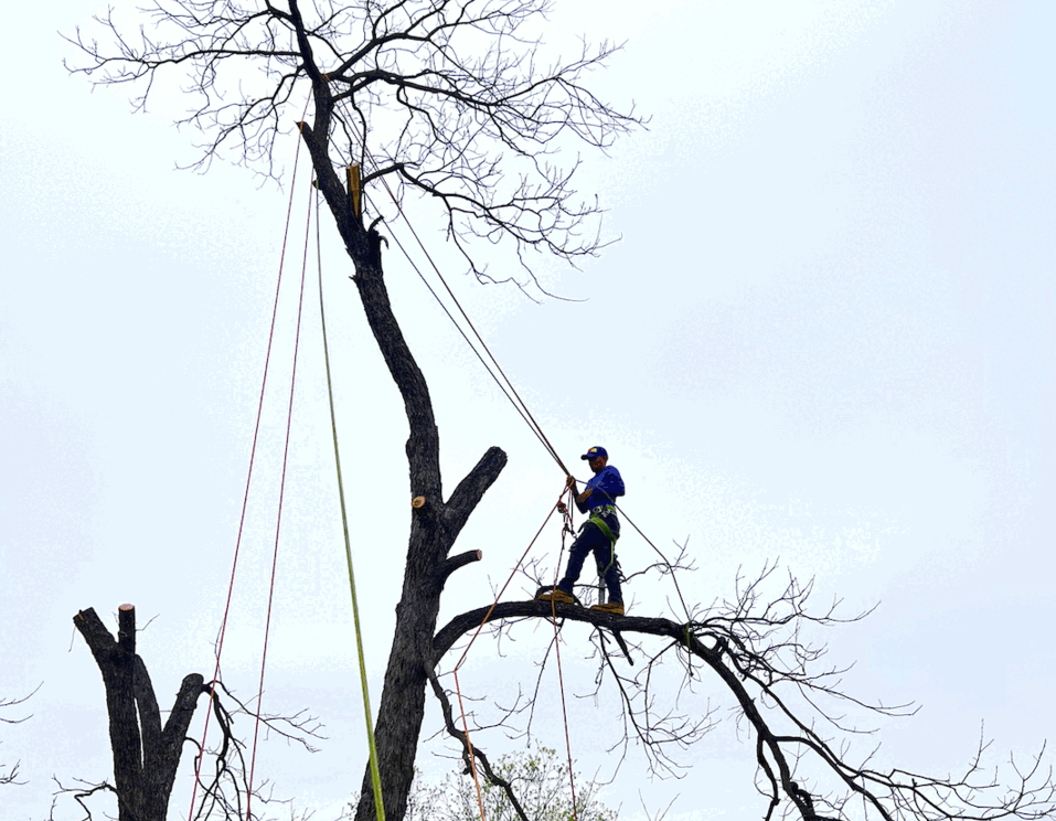 ree Best Tree Care Services In San Antonio 210 Tree Care Medium