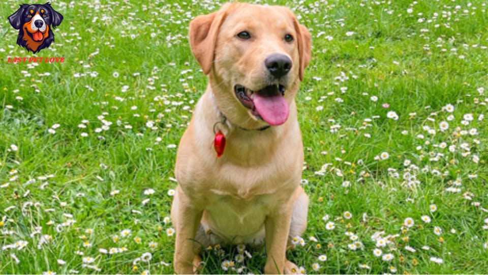 Why do dogs love butt scratches. Why do dogs love butt scratches, Dogs