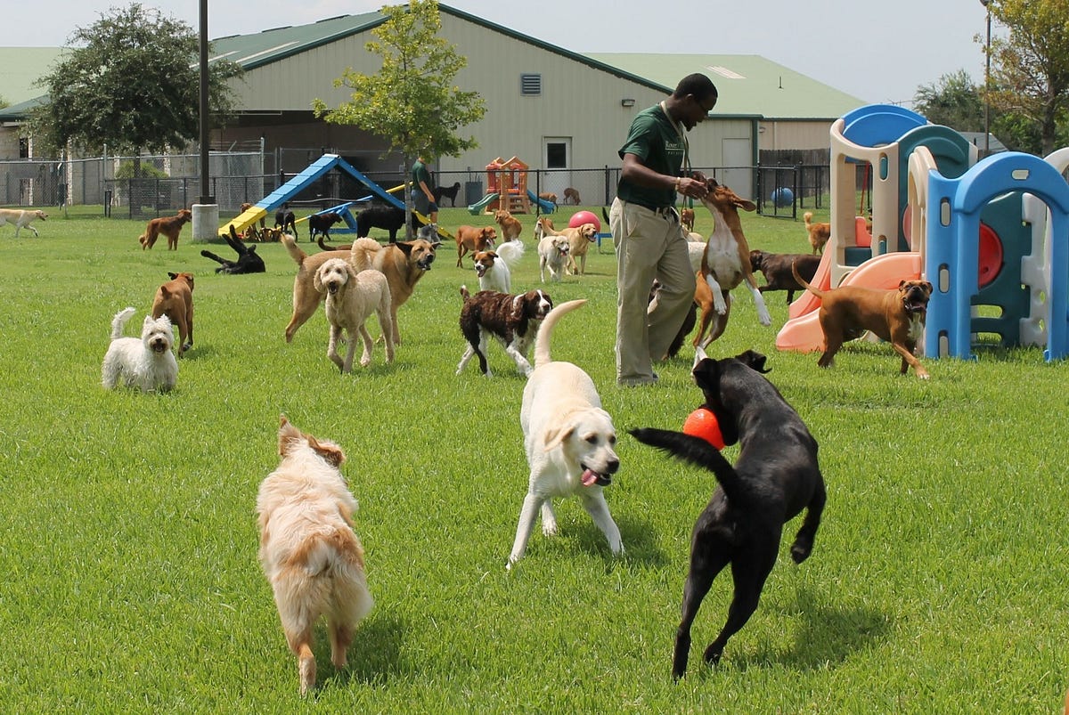 pet daycare đà nẵng