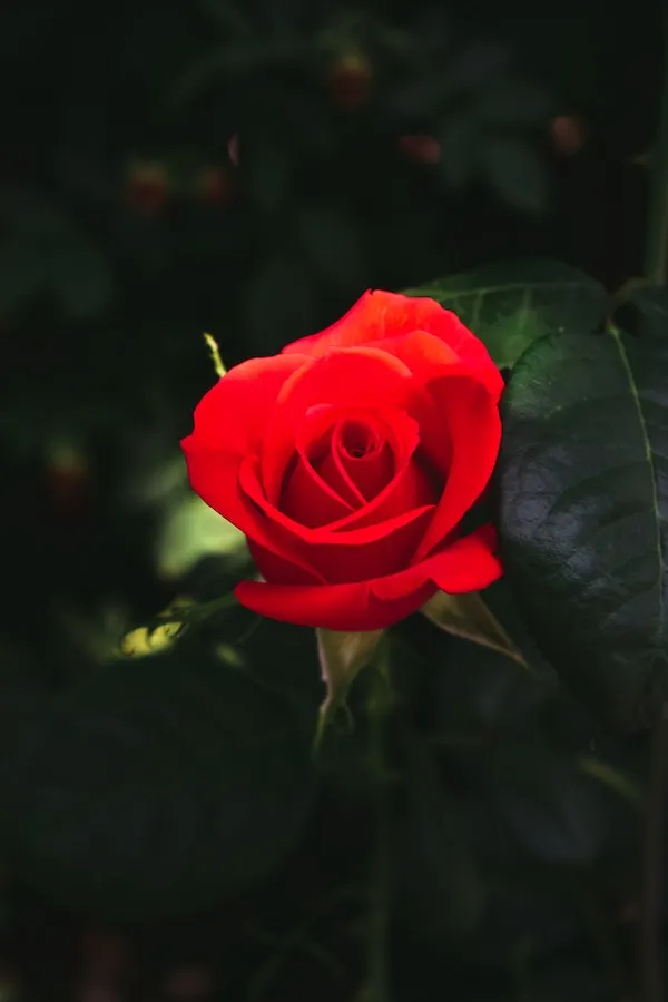 Photo by Serafima Lazarenko on Unsplash