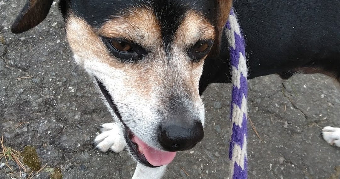 Monday in the Park with Dog. Woof! No strings attached. by Eric