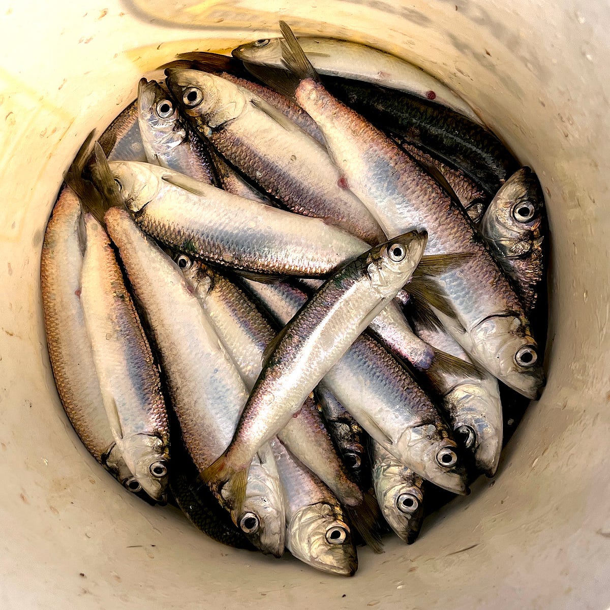 On Your Mark, Get Set, Spawn! The Annual SF Bay Herring Run Is About to  Begin, by Kristi Coale
