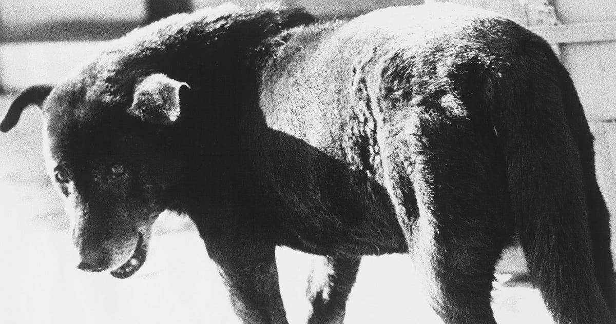 Stray Dog' by Daidō Moriyama. Considering how this iconic