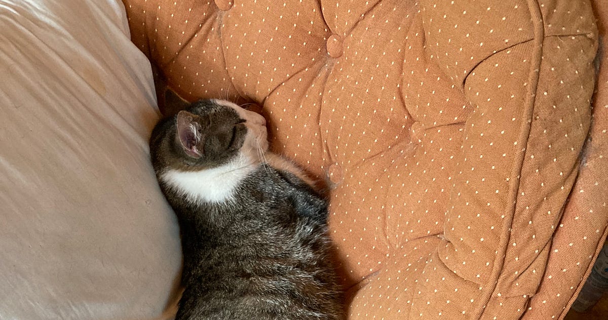 Kitty Cat Straight Jacket. Because sometimes you need to use one by