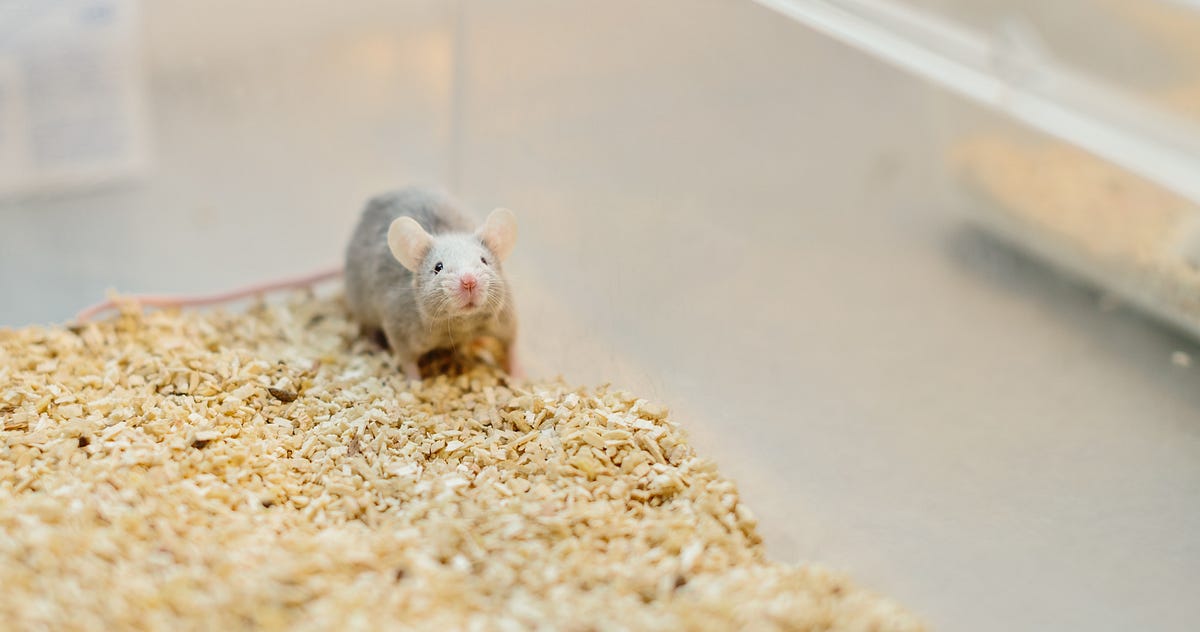 What Lonely Humans Can Learn From Lonely Mice by Elizabeth G. Dunn