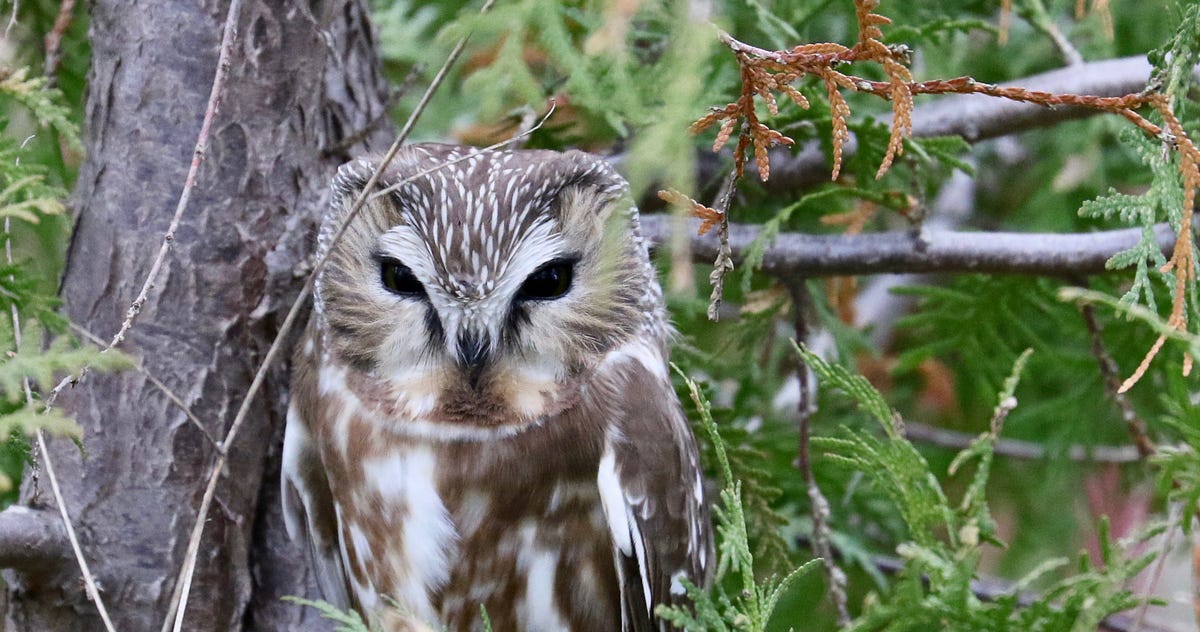 essay on owls