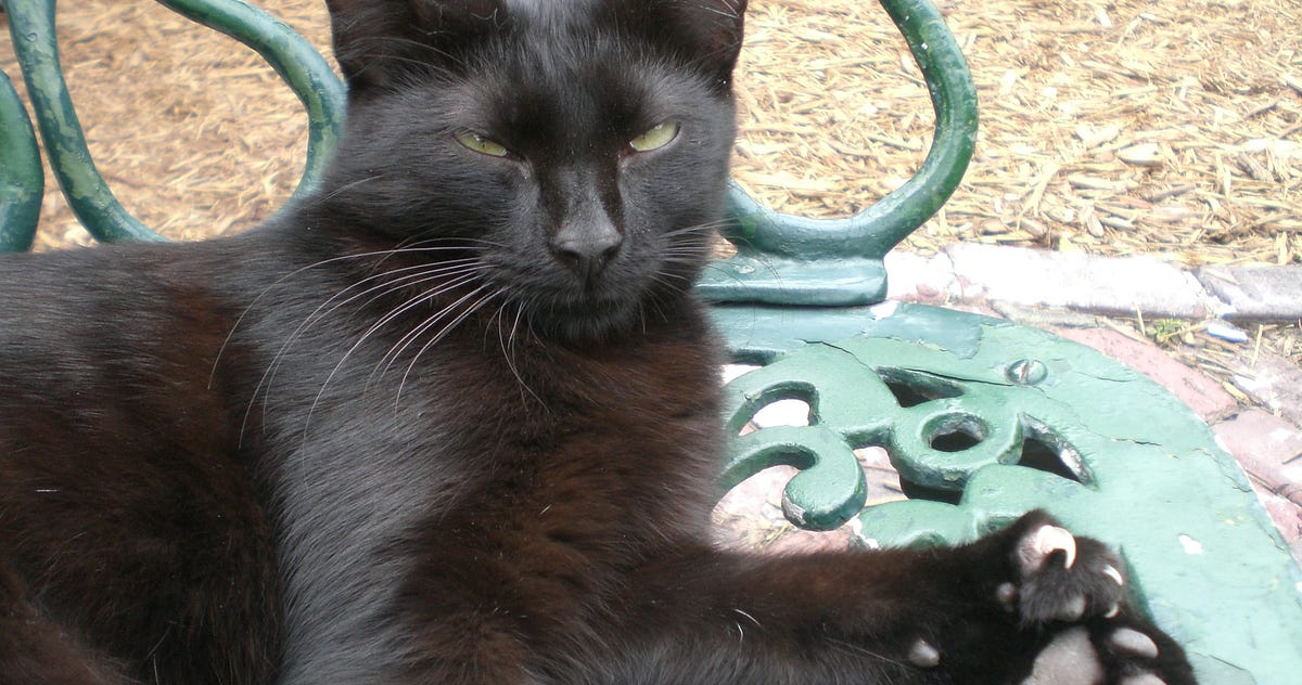 How Colonial Superstition Led To Cats With Double Paws Being Most Common In New England Today