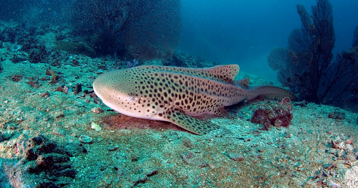 This Shark Just Gave Birth Without A Male | by Ilana Gordon | OMGFacts