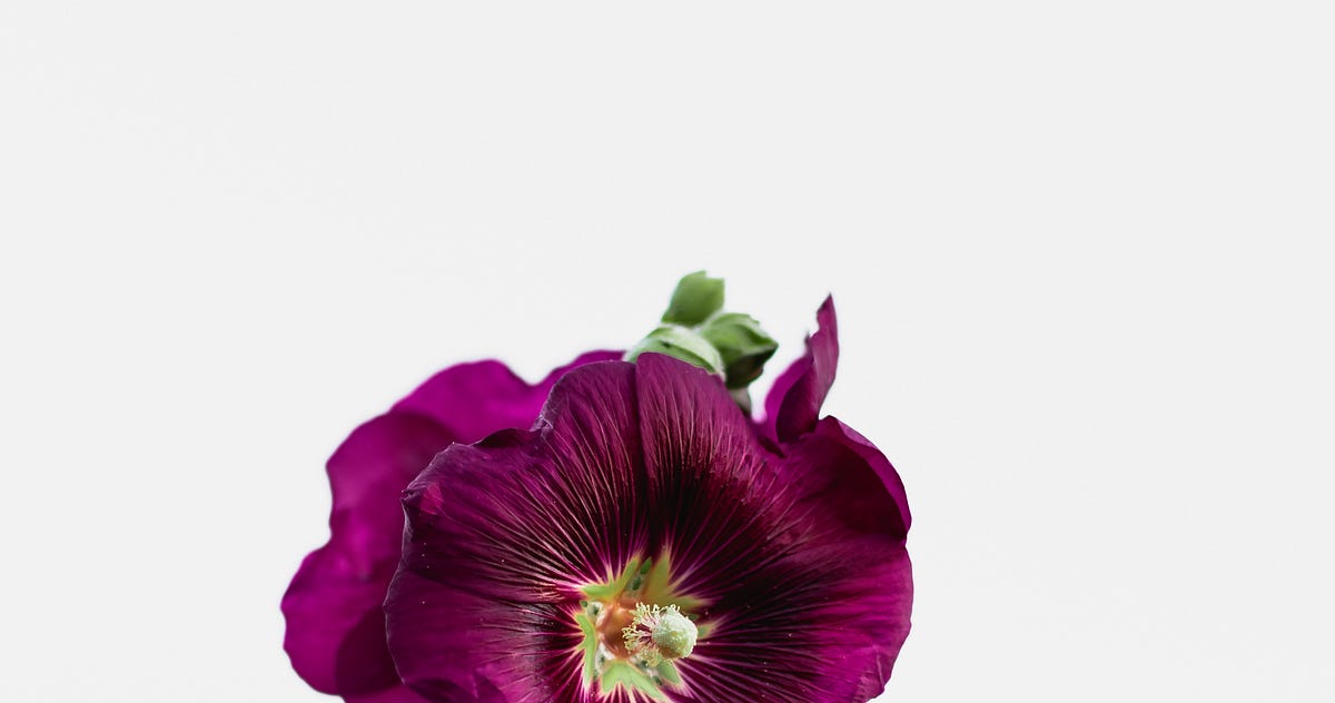 Delicate Flower. A short poem | by Sarah E. | The POM | Medium