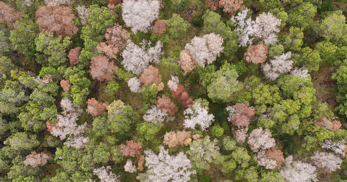 Scientists Are Using Drones to Combat a Fungus Wiping Out Hawaii’s Sacred Trees