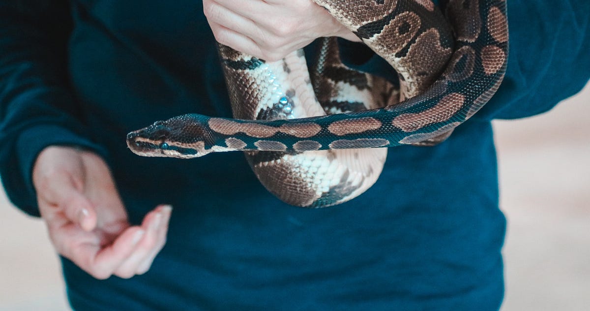 Python Is Not the Only Snake in My Life | by Ahmad Abdullah ...