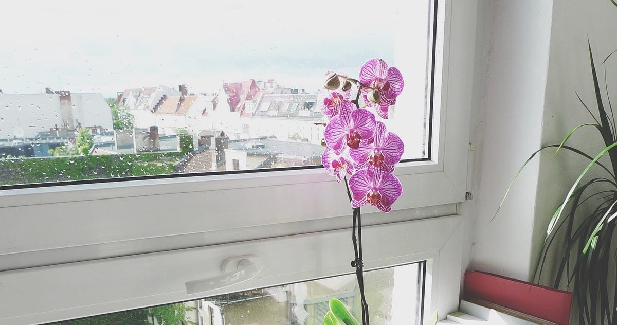 ‘Why Won’t My Orchid Bloom?’ and Other Burning Life Questions by