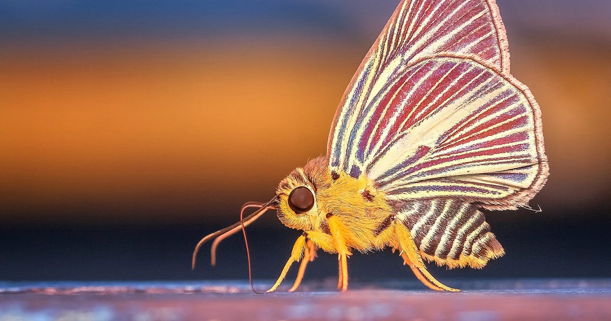 What to do when you’re a Bug in a Jar | by Celine Lai | Ascent Publication