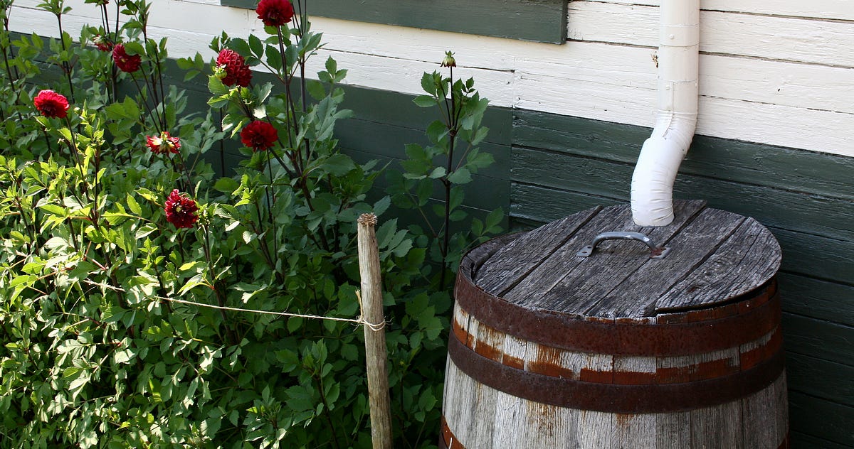 Really, rain barrels are legal now by Kara Mason PULP Newsmag Medium