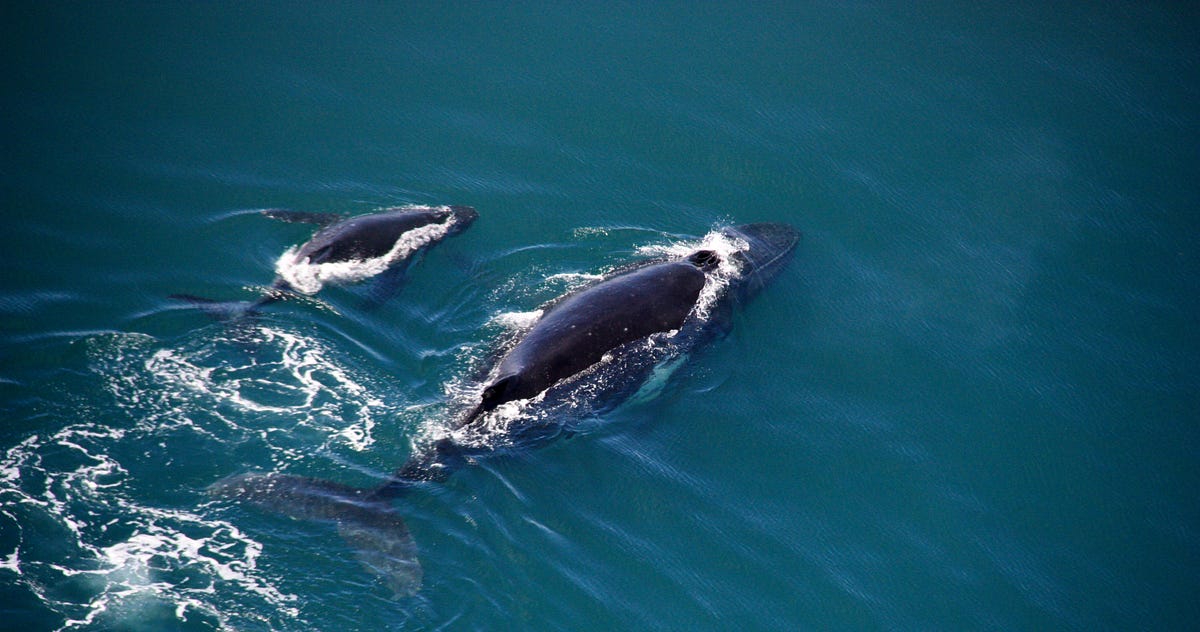 A Whale Giving Birth Was Protected from Sharks by a Pod of Dolphins