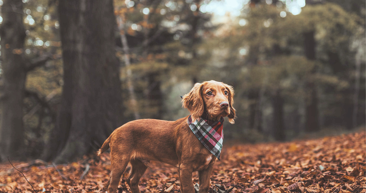 My Dog Died Last Night. The sadness seemed to come out of… by