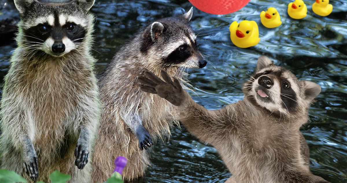 Unraveling the Mystery: Birdbath Becomes Raccoon Daylight Wonderland