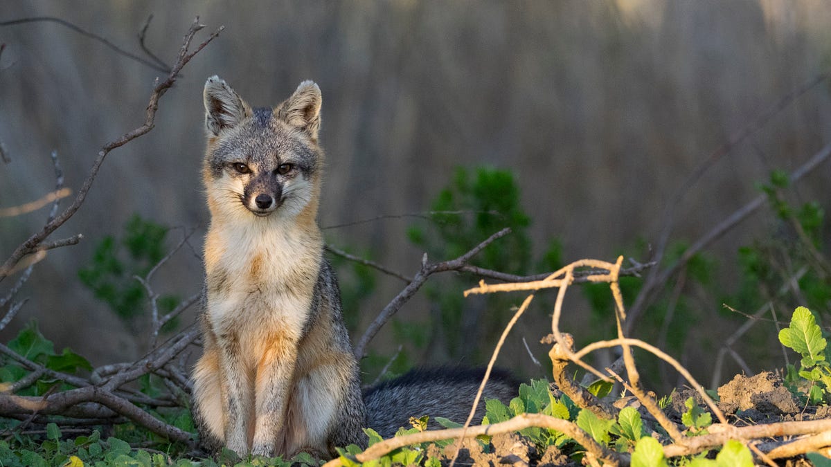 Image of: The Bay’s Adorable Gray Foxes Are Trapped In—and Dying