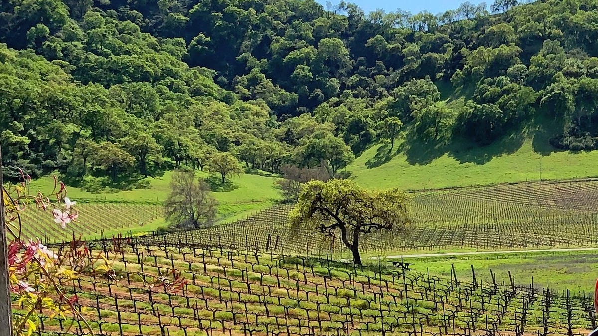 Image of: South Bay Wineries Open for Socially Distanced Sipping