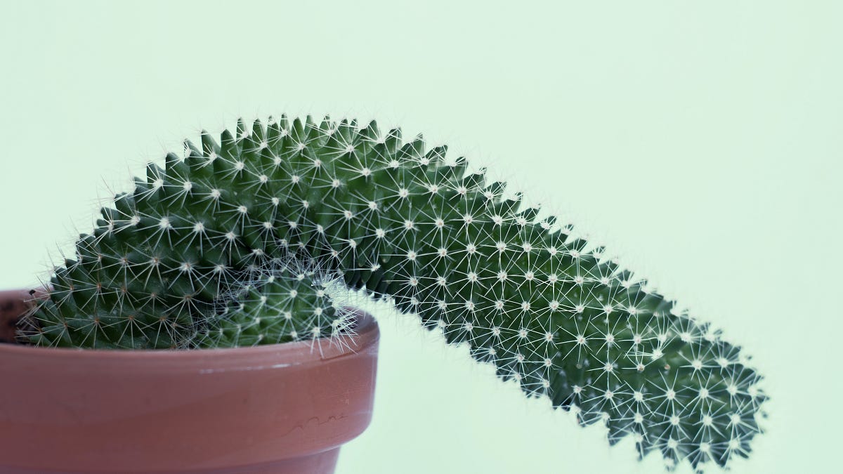 Image of: Covid-19 Is a True Boner-Killer