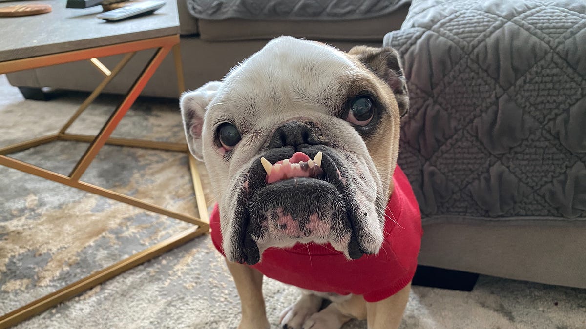 Image of: Cute Therapy: Bay Area Pets Living Their Best Lives Amid Covid-19