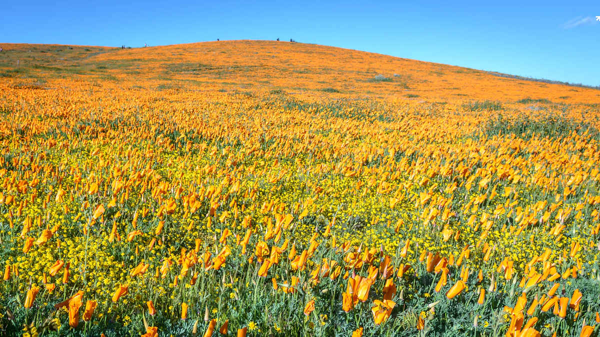 TBI’s 5 Best: Views of the California Poppy Blooms