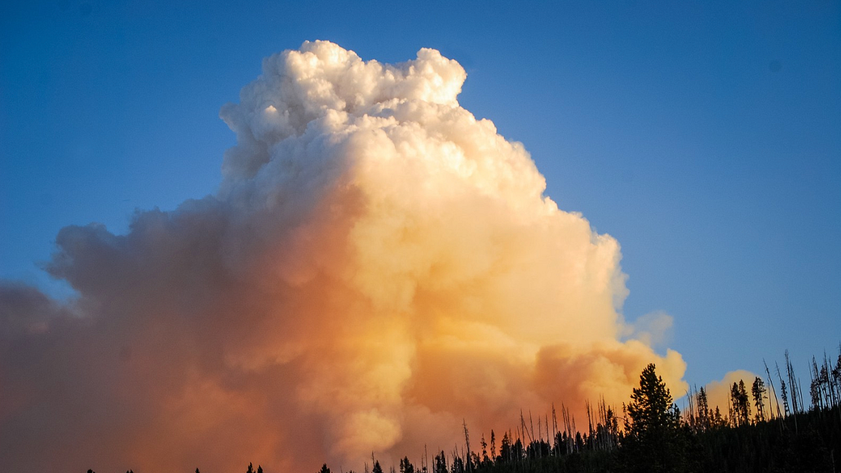 Image of: TBI’s 5 Best: Ways to Help Camp Fire Survivors