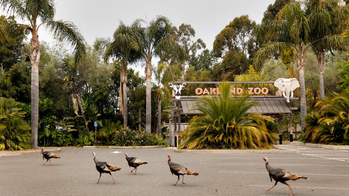 Image of: Why Does the Bay Have So Many Wild Turkeys?