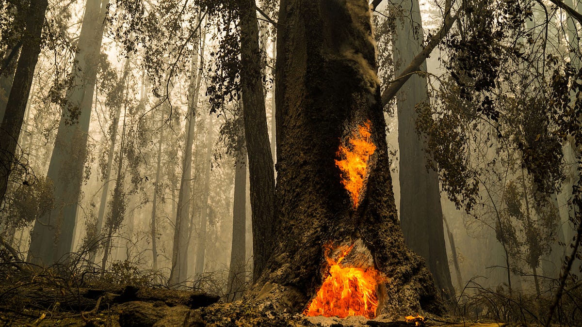 Image of: An Ode to Big Basin State Park, Which Has Been Devastated by the Wildfires