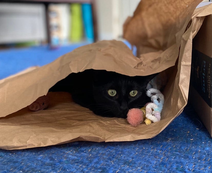 Image of: A Cat Hater Reflects on a Year of Cat Ownership