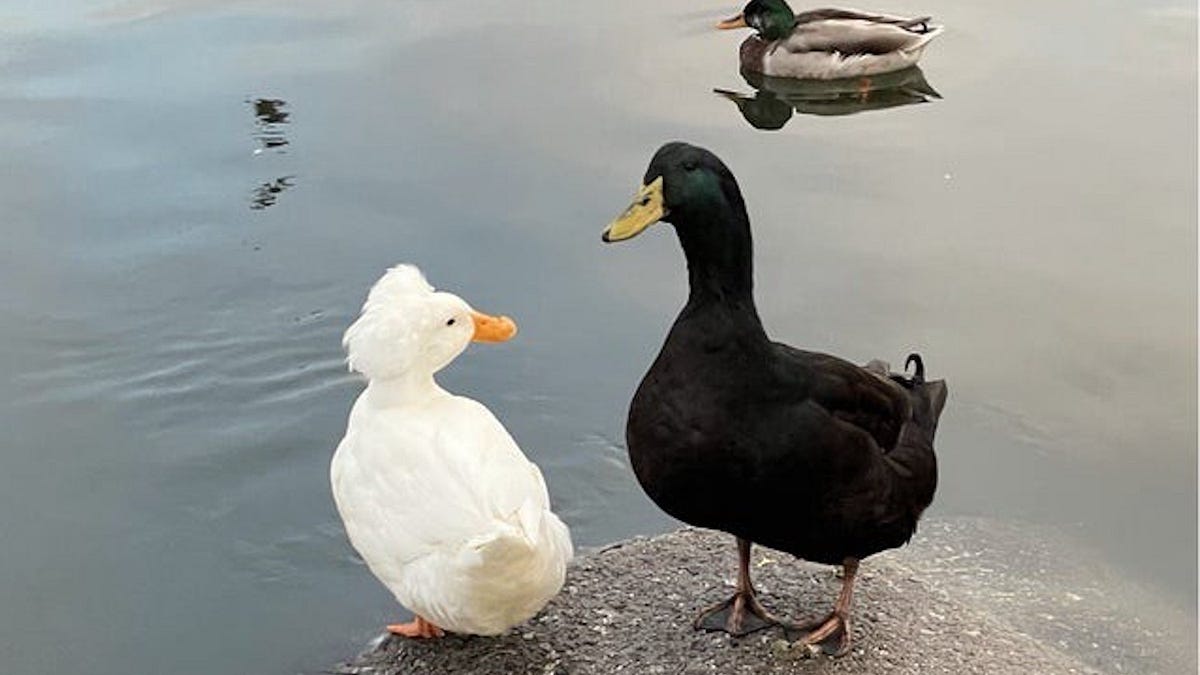 Image of: The Lake Merritt Duck Couple That Stole Oakland’s Heart