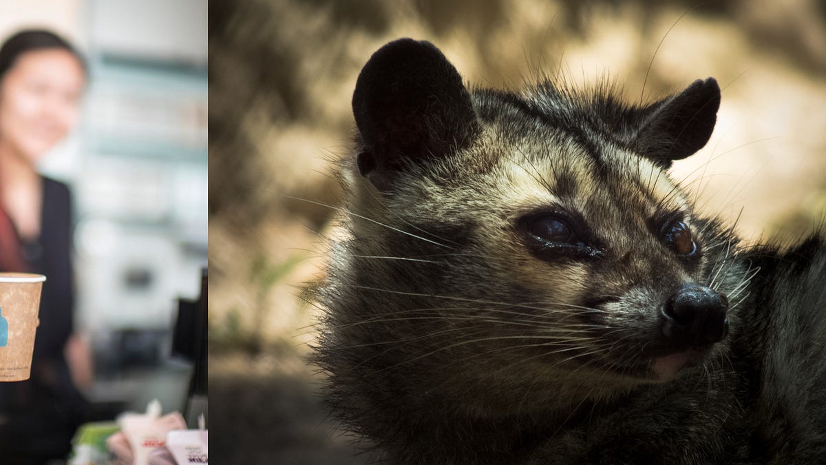 Image of: Which Tastes Better—Blue Bottle or Coffee S**t Out by a Small Marsupial?