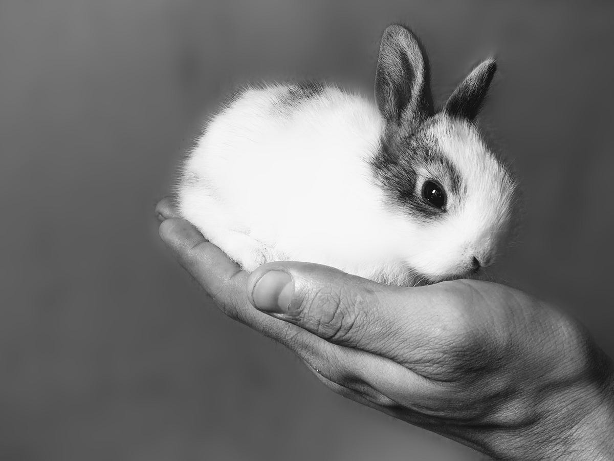 10 Cosmetic Brands That Still Test on Animals, and What to Use Instead | by  Anouska | Tenderly