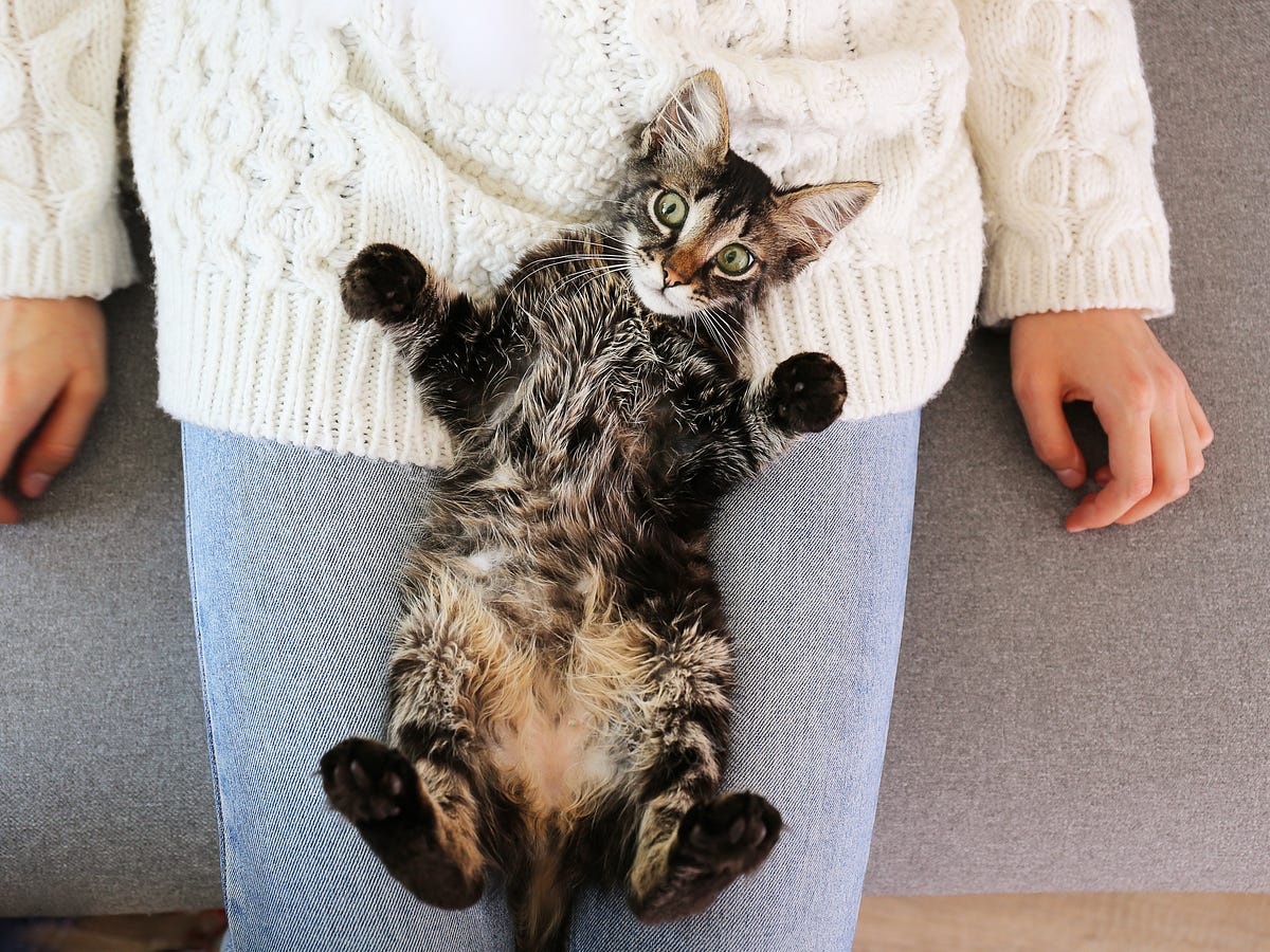 My Cat Sits on My Lap to Groom Himself: A Cozy Ritual
