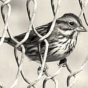 The Sparrow Project