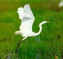 White Feather