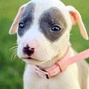 Powershell: Collection. PowerShell provides a variety of data… | by Oak ...