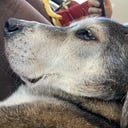 Rachel Anne Williams